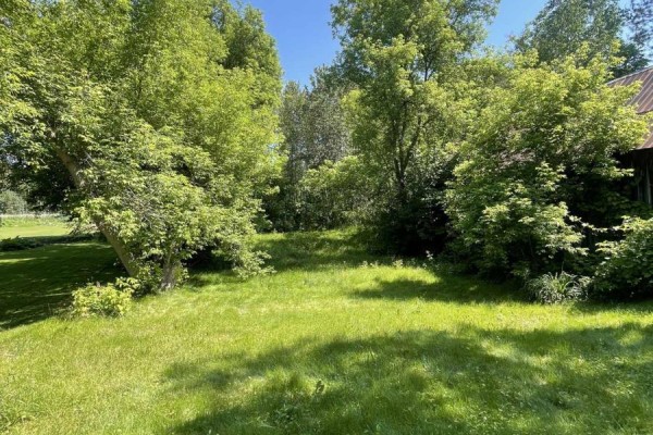 Grassy backyard surrounded by mature trees and lush green foliage on a sunny day. - 207 Jane Street, Bonnechere Valley