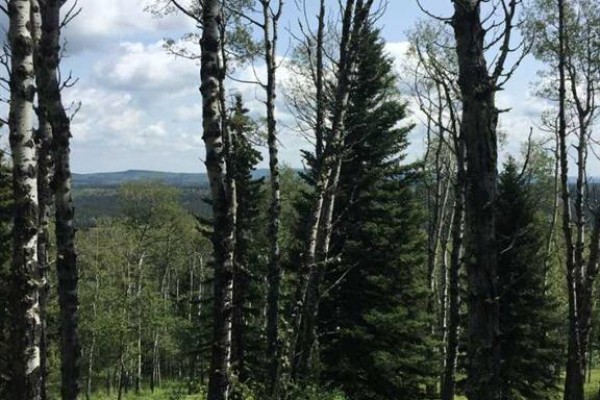 215 Wintergreen Road, Rural Rocky View County, AB T0L0K0 Photo 4