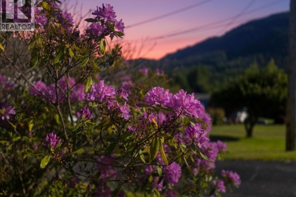 Close-up of blooming pink rhododendron flowers against a sunset sky and distant hills. - 221 Spar St, Sayward