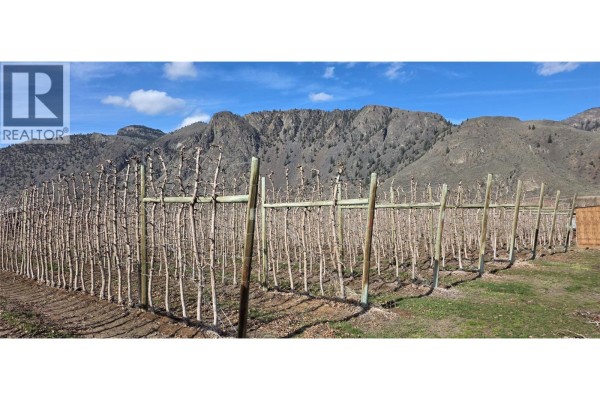 Fruit trees on trellises in a field with mountains in the background. - 2292 Agar Road, Cawston