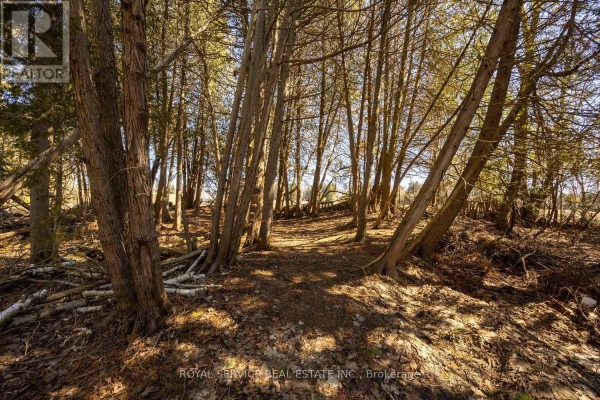 Wooded path through trees with fallen branches - 123 Main Street