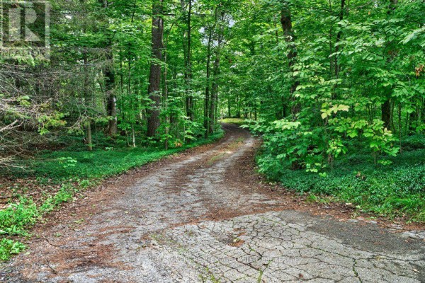 Tree-lined gravel driveway with cracked asphalt foreground - 237 Old River Road Leeds And The Thousand Islands