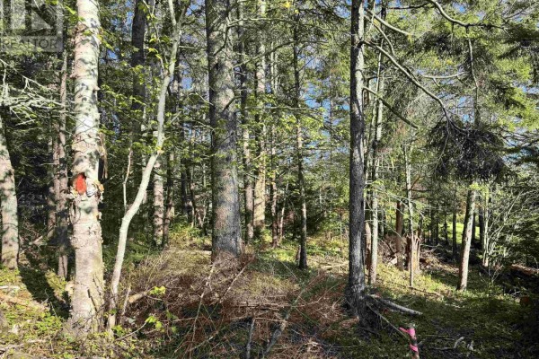 24-2 Forest Drive Extension, Pictou, NS B0K1H0 Photo 5