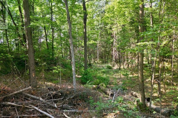 260 Loch Erne Road, Mcdougall, ON P2A2W7 Photo 4