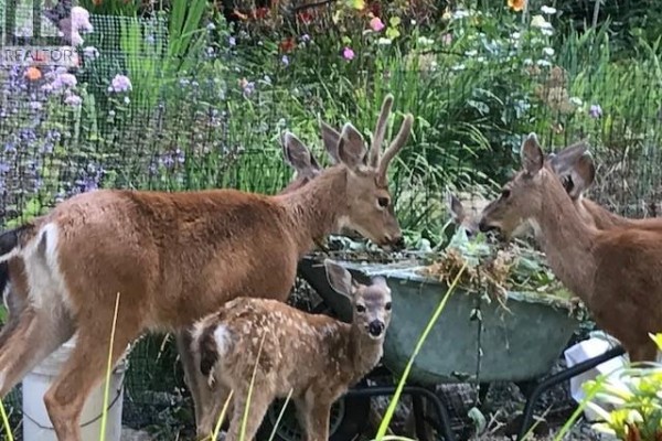 Deer family foraging in a garden with green foliage and flowers. - 2635 Shoal Rd, Pender Island
