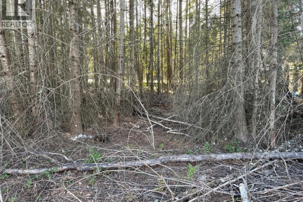 Dense forest area with fallen branches and underbrush - 2723 Fir Drive, South Slocan