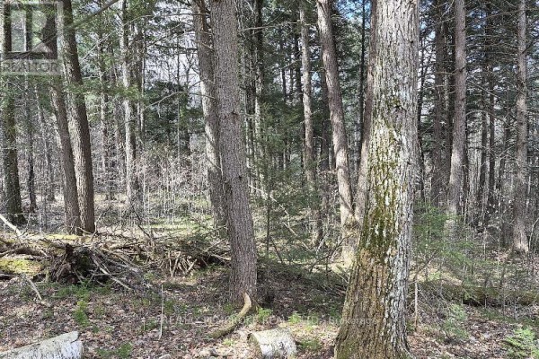 27681 Highway 60 Highway, South Algonquin, ON K0J2M0 Photo 5