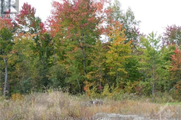 Overgrown vacant lot showing tall dry grass and dense trees with fall colours. - 282 Roxanne Street, Clarence Rockland