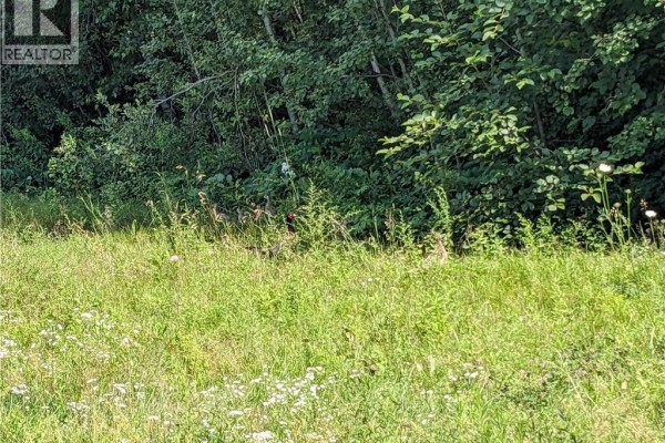 Grassy field with tall green weeds and scattered white wildflowers borders a dense line of trees. - 289 Cedar Street, Moncton