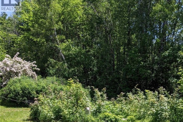 A white dog peeks out from dense green foliage with a large tree in bloom to the left. - 289 Cedar Street, Moncton
