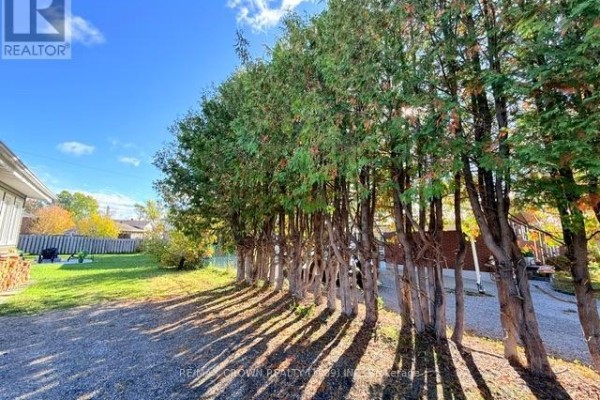 A row of tall evergreen trees casting shadows on a gravel yard with a chain-link fence. - 29 Seaborne Crescent, Kapuskasing
