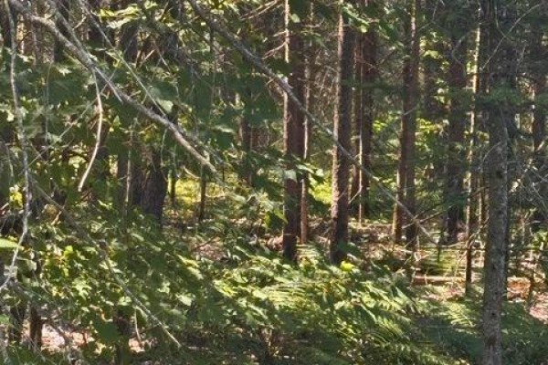 2a  Pt Lt 12 Con 2 Boundary Road, Parry Sound Remote Area, ON, photo 2