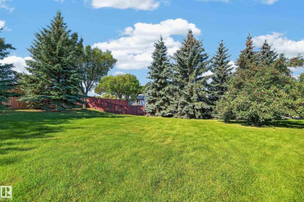 Large grassy lawn with tall evergreen trees and a wooden fence in the background. - #3 2505 42 St Nw, Edmonton