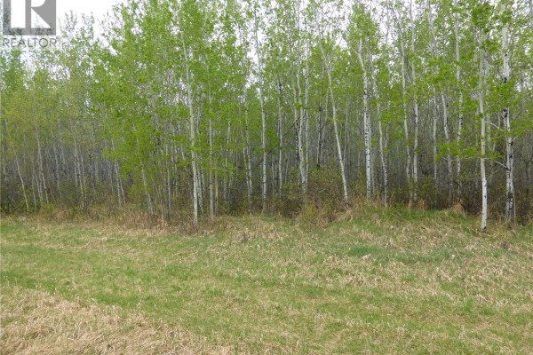 Dense stand of young birch trees with bright green leaves and brown grass in the foreground. - 3 Kopp Drive, Turtle Lake