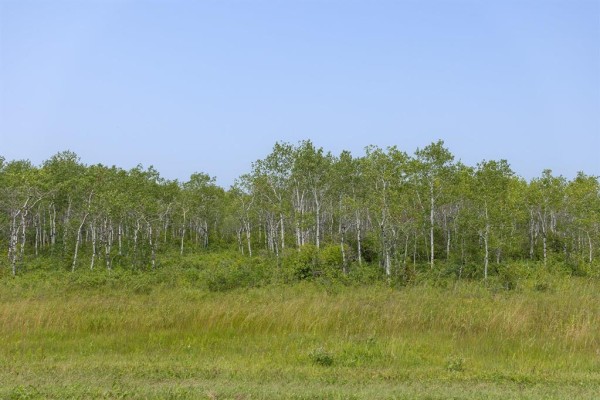 A line of green trees with white trunks against a bright blue sky. - 3 River 59n Road, Anola