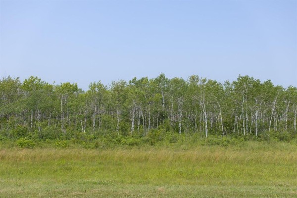 A line of green trees with white trunks against a bright blue sky. - 3 River 59n Road, Anola