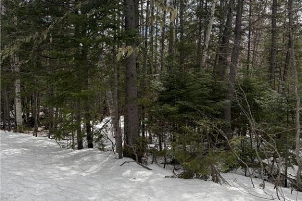 3.7 Acres Route 435, Maple Glen, NB E1V4X5 Photo 4