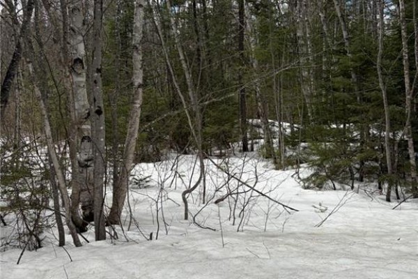 3.7 Acres Route 435, Maple Glen, NB E1V4X5 Photo 5