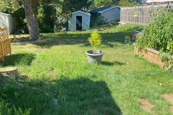 Backyard view with a small tree in a pot, a garden shed, and a raised garden bed. - 30 Bocage Street, Quinte West