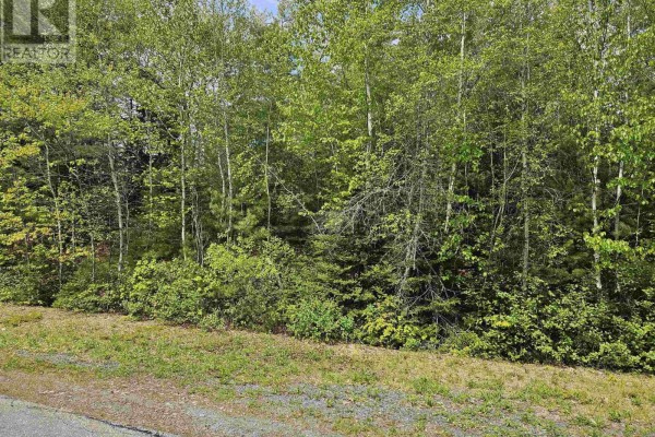 A paved road curves alongside a densely wooded property with birch and pine trees. - 30 Lake Loon Road, Cherry Brook
