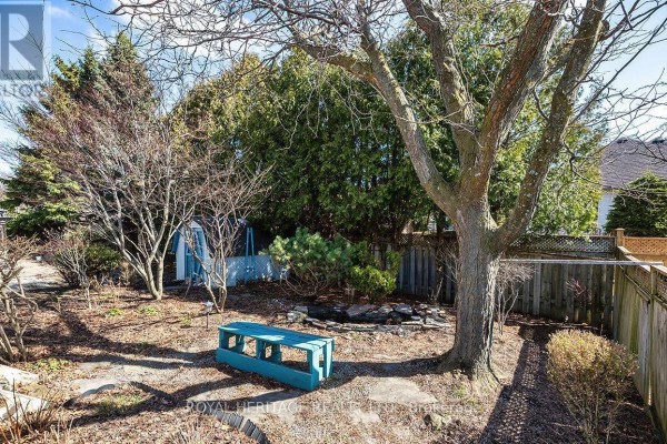 Backyard with blue bench, shed, mature trees, and wooden fence - 31 Thames Drive N Whitby