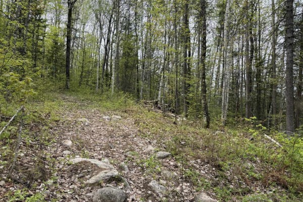 A gentle slope covered in fallen leaves and rocks, surrounded by green trees. - 319 Ch. Monette, Cayamant