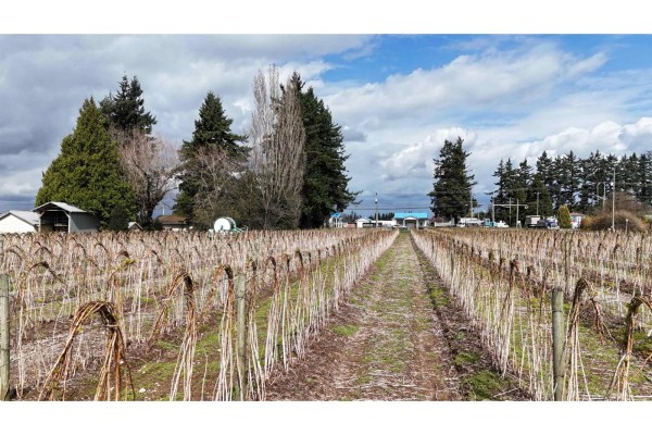 31964 Huntingdon Road, Abbotsford, BC V2T6B8 Photo 5
