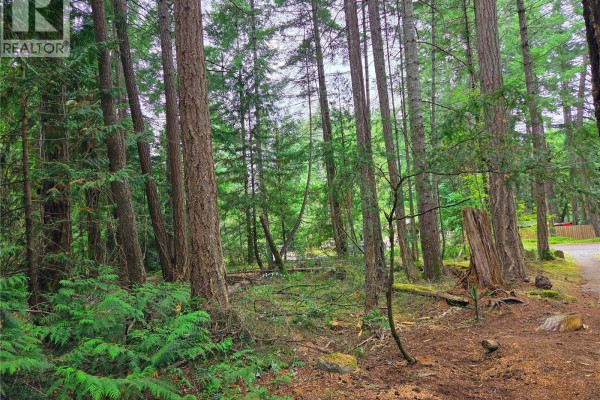 Forest floor covered in green ferns and fallen branches, surrounded by tall trees. - 323 Davis Rd, Gabriola Island