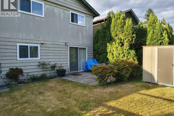 Backyard with a concrete patio, green lawn, mature cedar trees, and a storage shed. - 332 Avalon Drive, Port Moody