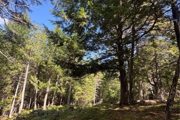 342 Tripp Settlement Road, Keswick Ridge, NB E6L1W5 Photo 5