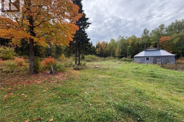Grassy clearing with autumn foliage, pine trees, and a weathered wooden outbuilding. - 343 Hilltop Road, Hilltop