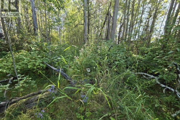 3497 Jeck Road, Mcbride, BC V0J2E0 Photo 4