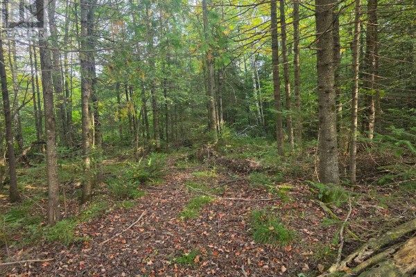 349749 4th Concession B, Grey Highlands, ON N0C1M0 Photo 5
