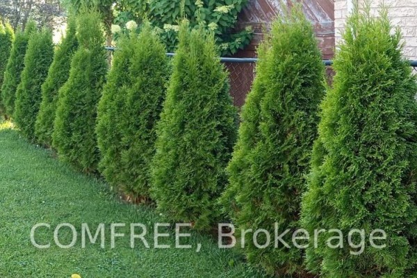 Manicured lawn with row of evergreen trees and fence - 35 Tanya Drive Southwest Middlesex