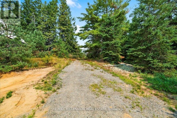 Gravel driveway leading through tall pine trees on a sunny day. - 3529 Highway 118 E, Bracebridge