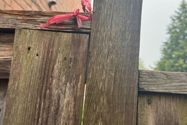 Close-up of a weathered wooden fence with a pink tie securing the gate. - 36 Chloe Crescent, Markham