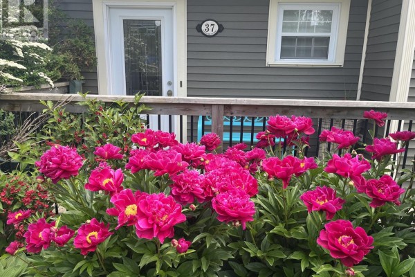 View of a green backyard with manicured lawn, diverse plants, and a small bridge. - 37 Gleneyre Street, St  John S