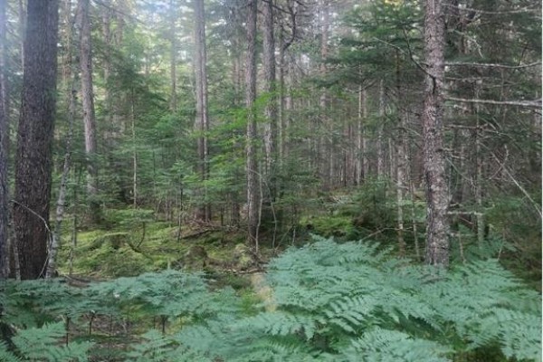 37.8 Hec Bettsburg Road, Bettsburg, NB E9C1L1 Photo 4