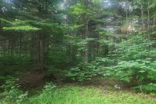 37.8 Hec Bettsburg Road, Bettsburg, NB E9C1L1 Photo 5