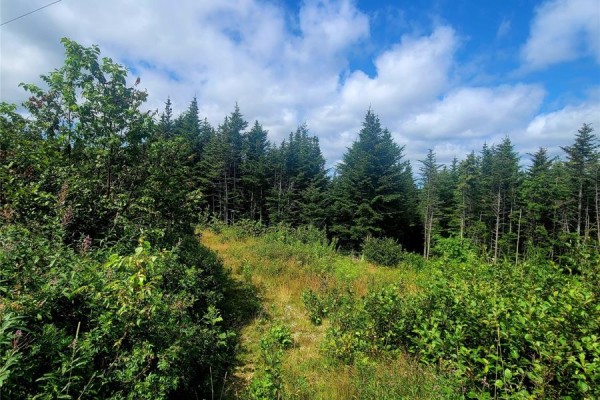 38 Cathill Road, Bay Roberts, NL A0A1G0 Photo 4
