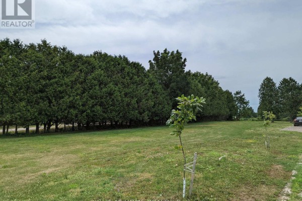 Lush green lawn bordered by a thick line of mature cedar trees, with a small sapling in the foreground. - 392 Second Street, Strathroy Caradoc