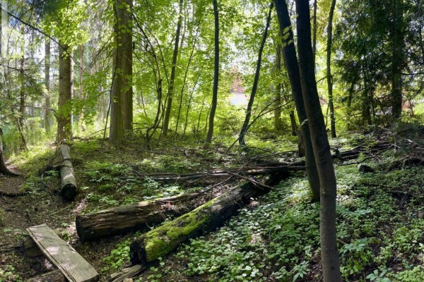 3b Highway Lot# 3, Rossland, BC, photo 3