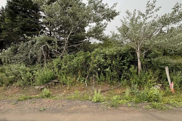 Dense underbrush and trees lining the edge of a gravel road. - 4-6 Lahey's Lane, Wabana