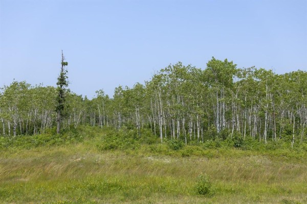 View of a dense forest with birch trees and green undergrowth under a clear blue sky. - 4 River 59n Road, Anola