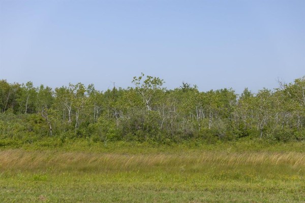 Wide shot of a grassy field with a line of trees and blue sky in the background. - 4 River 59n Road, Anola