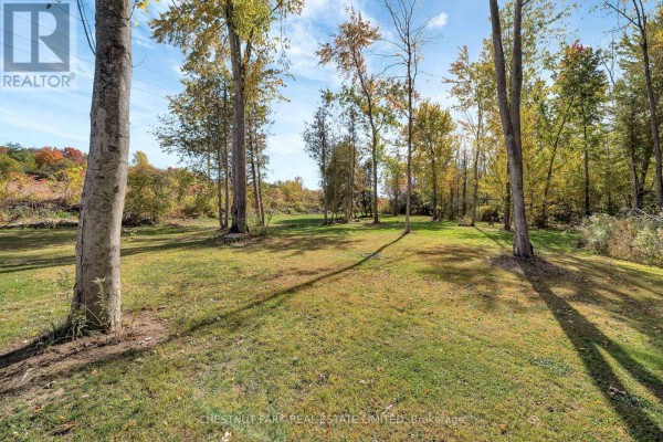 Spacious, tree-lined yard with green grass and autumn leaves - 407 County Road 4 Prince Edward County