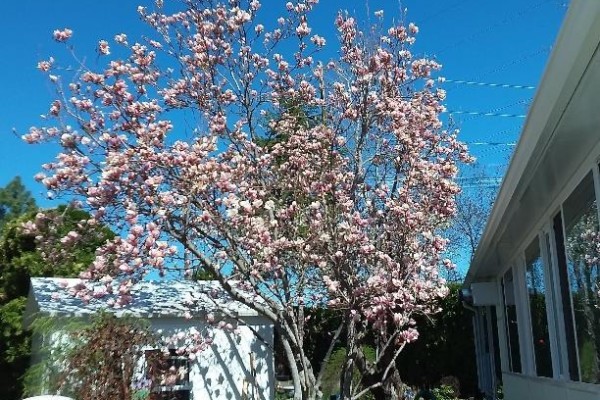 Pink blooming magnolia tree in front of a white shed and a house with reflective windows. - 415 Commonwealth Road Unit# 348, Kelowna