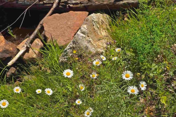 Close-up of white daisies growing in green grass next to large rocks and a fallen branch. - 417 Creek Rd, Prince Township