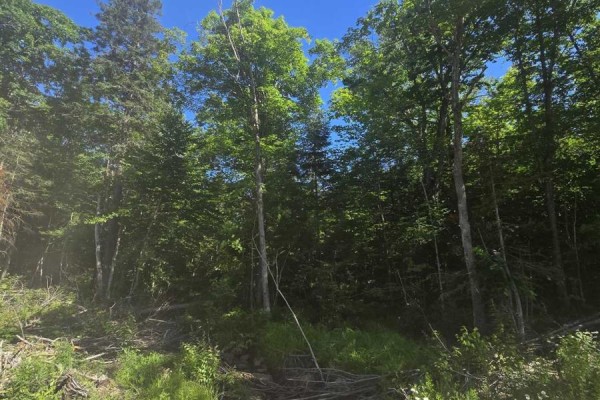 Dense green forest with tall trees and undergrowth on a sunny day with a clear blue sky. - 417 Creek Rd, Prince Township