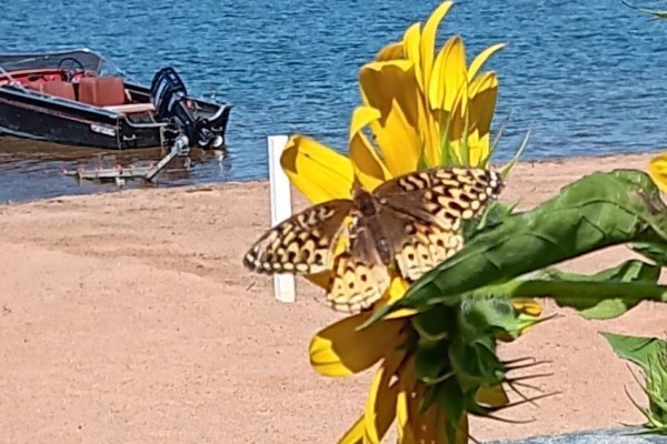 Lakefront with sandy beach and boat - 42125 Combermere Road Ne, Madawaska Valley